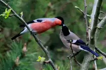 Die Gimpel bereiten sich auf die Brutsaison vor. Wegen der bevorstehenden Brutsaison sind die Futterstellen im Garten zur Zeit besser besucht, als im Winter. Ratzeburg, 08.04.2017