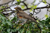 Eine Sigdrossel im Efeu; 12.04.2017