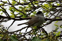 Eine Mnchsgrasmcke im Mirabellenbaum in unserem Garten. Wir haben zwei Prchen im Garten. Die Mnnchen sieht man sehr hufig und hrt sie singen. Die Weibchen sieht man sehr selten; 13.04.2017