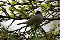 Eine Mnchsgrasmcke im Mirabellenbaum in unserem Garten. Wir haben zwei Prchen im Garten. Die Mnnchen sieht man sehr hufig und hrt sie singen. Die Weibchen sieht man sehr selten; 13.04.2017