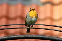 Ein Rotkehlchen auf dem Rosenbogen am Garteneingang; 14.04.2017