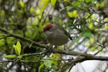 Ein Mnchsgrasmcken-Weibchen in Mirabellenbaum. Es ist an der rostbraunen Kopfkappe zu unterscheiden; 14.04.2017