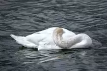 Relaxender Schwan im Sassnitzer Hafen. - 16.04.2017
