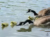 Eine Kanadagansfamilie auf dem mminger See