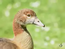 Eine Graugans (mglicherweise) 