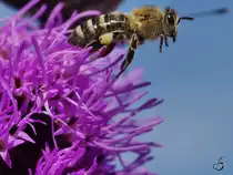 Eine Honigbiene startet durch...