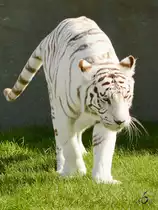 Ein weier Tiger