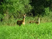 Zwei Rehe am Waldesrand