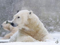 Zwei Eisbren im Schnee