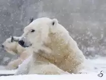 Zwei Eisbren im Schnee