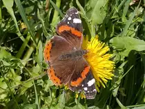 F�r mich war es der erste Admiral, den ich in diesem Fr�hjahr sah; am Elbe-L�beck-Kanal, 17.04.17
