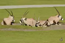 Sdafrikanische Oryxe auf der Wiese