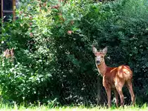  Die s�ssesten Fr�chte in Nachbarsgarten ; 080924