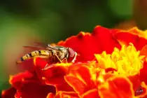Eine gemeine Winterschwebfliege