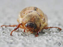 Nicht schn, aber selten... ein Junikfer auf dem elterlichen Hof.