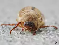 Nicht schn, aber selten... ein Junikfer auf dem elterlichen Hof.