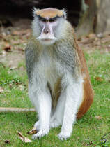 Ein Schwarznasen-Husarenaffe