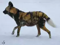 Ein Afrikanischer Wildhund im Schnee