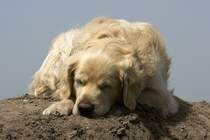 Bobby, 28.05.2008 Berlin