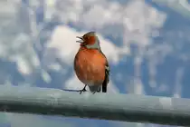 Buchfink. Dieser Kleiner Kerl tr�llerte heute gem�tlich sein Liedchen auf der Sonnenterrasse vom Stanserhorn; 22.04.2017