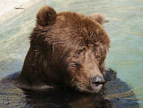 Ein Kodiakbr im Wasser