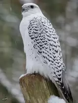 Ein Gerfalke