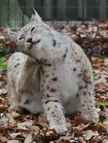 Ein Eurasischer Luchs
