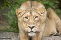 Indische L�wen-Dame mustert mich ganz genau.