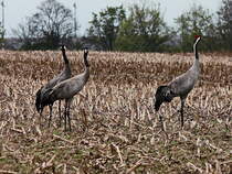 Kraniche auf einem abgeernteten Feld in Hhe des  Klrwerkes bei Wamannsdorf an Verbindungsstrae zwischen Berlin und  Wamannsdorf am 25. April 2017.