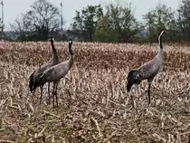 Kraniche auf einem abgeernteten Feld in Hhe des  Klrwerkes bei Wamannsdorf an Verbindungsstrae zwischen Berlin und  Wamannsdorf am 25. April 2017.