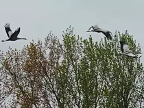 Abflug der Kraniche von dem abgeernteten Feld in H�he des  Kl�rwerkes bei Wa�mannsdorf an Verbindungsstra�e zwischen Berlin und  Wa�mannsdorf am 25. April 2017.