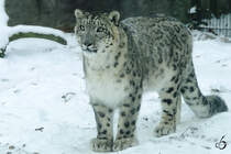 Ein Schneeleopard