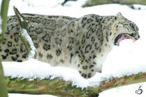 Ein mder Schneeleopard