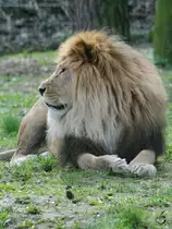 Ein Lwe beobachtet das Gelnde