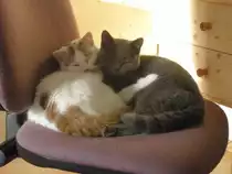 Sammy und Josy bei der Vers�hnung nach Monaten des Streitens und Fauchens. Wir bef�rchteten schon, dass sie sich nie vertragen werden.