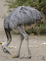 Ein Nandu am Mittagstisch