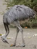 Ein Nandu am Mittagstisch