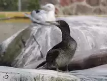 Gestatten Tlpel,... Basstlpel!