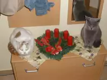 Was guckt Ihr denn so komisch? Wir warten doch auch nur auf den weihnachtsmann!!!