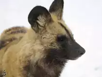 Ein Afrikanischer Wildhund im Portrait 