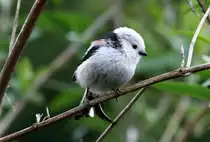 Von der Haust�r aus beobachtete ich, wie ein Schwanzmeisenpaar ihr kompliziertes Nest in einer Konifere im Nachbargrundst�ck bauten. Bei der Suche nach Nistmaterial kamen sie bis zu 2 Meter an mich heran. Ratzeburg, 01.05.2017