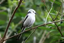 Eine Schwanzmeise im Schmetterlingsflieder vor unserer Haust�r. Ratzeburg, 01.05.2017