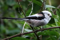 Eine Schwamzmeise vor unserer Haustr; 01.02.2017