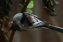 Eine Schwanzmeise sammelt Nistmaterial vor unserer Haust�r; Ratzeburg, 01.05.2017