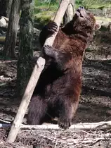 Fast wie im Baumarkt, L�nge passt, Durchmesser passt, edles Holz - sch�n - den nehme ich!