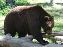 Ein Europ�ischer Braunbar