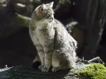 Eine Europ�ische Wildkatze