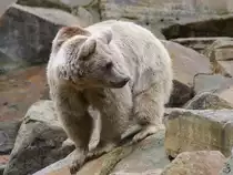 Ein Syrischer Braunb�r