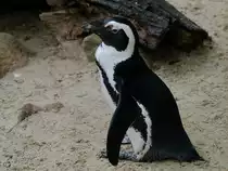 Ein Brillenpinguin