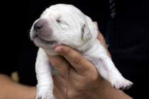 Golden Retriever Welpe - 1 Woche alt 18.05.2008 Oberhausen